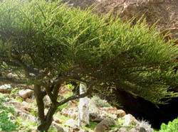 Magia - albero di mirra. la resina è adatta alla consacrazione di oggetti rituali