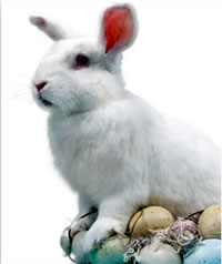 Feste & Rcorrenze - Easter Bunny