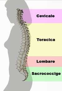 Radiestesia e Radionica - La colonna vertebrale e la radiestesia