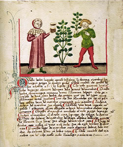 Clicca per ingrandire Magia - Erbario Bergamo 1441