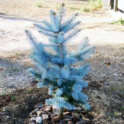 Magia - L’Albero della Vita