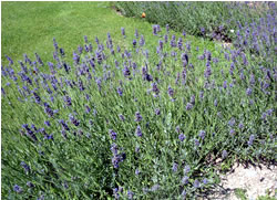 Clicca per ingrandire Magia - Lavanda