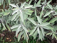 Clicca per ingrandire Magia - Salvia