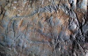 Clicca per ingrandire Disegno di un animale sulle pareti della grotta Montespan