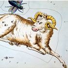 Segno Zodiacale Ariete